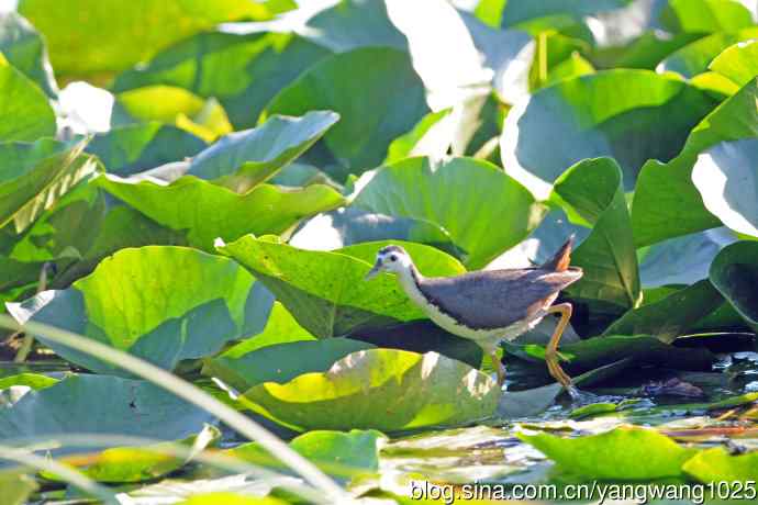 白胸苦恶鸟（4）