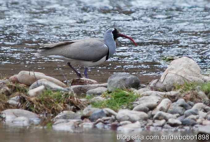 鹮嘴鹬-白河峡谷的精灵