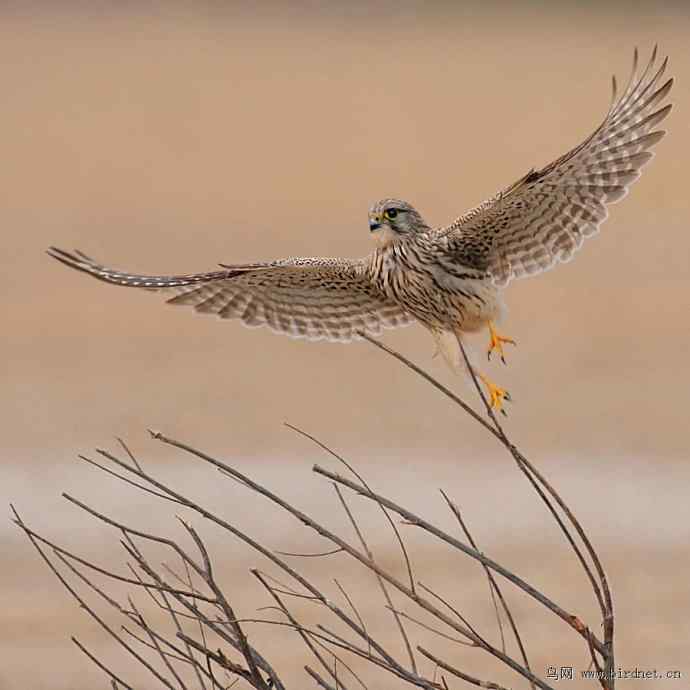 盘点野鸭湖（我的2012年）