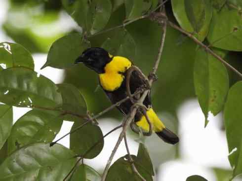极品红色鸟类:红艳织雀 极品红色鸟类:红艳织雀
