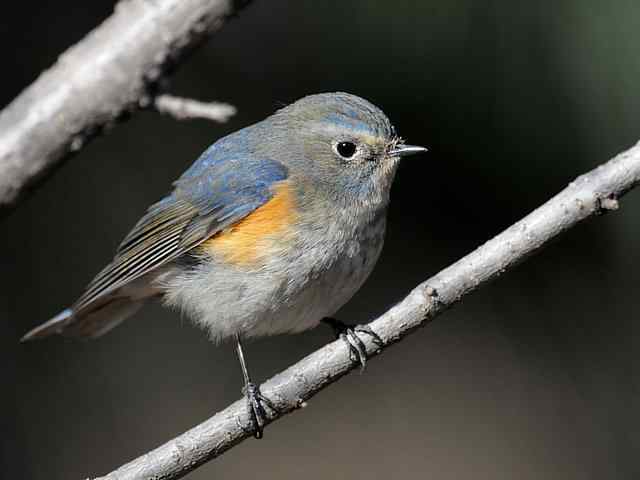 植物园拍摄红胁蓝尾鸲