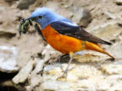 美丽无罪:雀鸟之矶鸫 美丽无罪:雀鸟之矶鸫