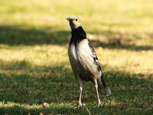 白头鸟系列：另类的美丽5
