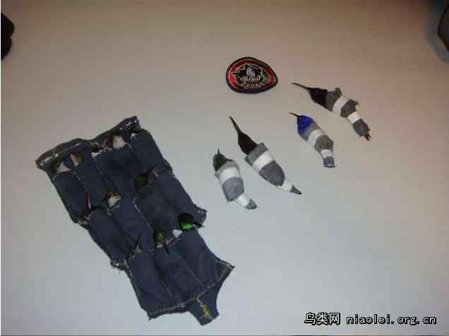 内裤男走私蜂鸟被抓