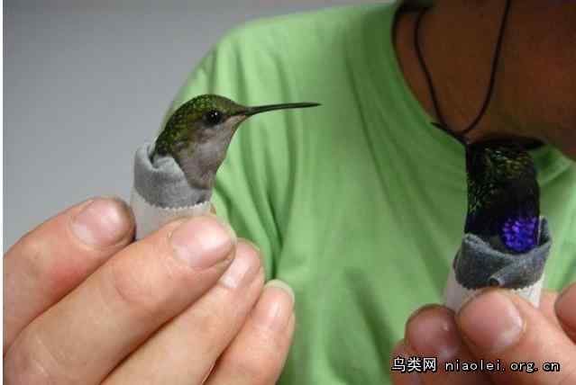 内裤男走私蜂鸟被抓