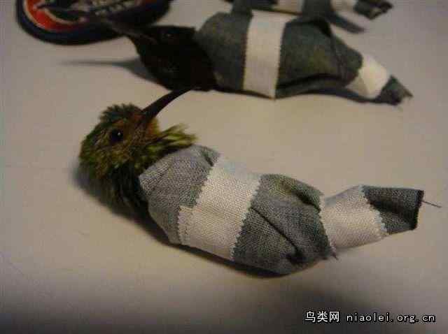 内裤男走私蜂鸟被抓