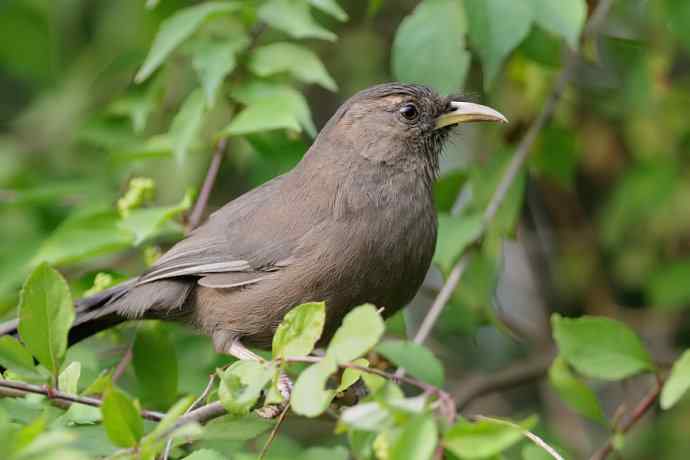 植物园的山噪鹛