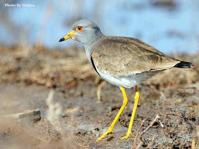 风乍起 wbr吹皱一湖碧水(观赏灰头麦鸡)