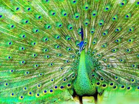 凤凰：传说中的鸟原型探秘（孔雀）