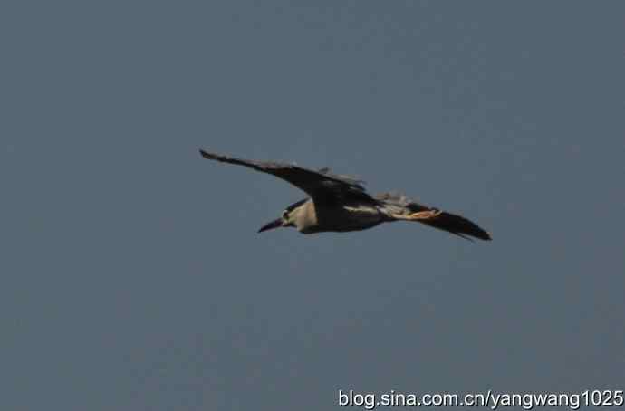 夜鹭（大丽抓拍）