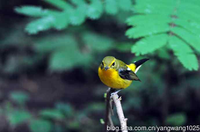 雄性绿背姬鶲（4）