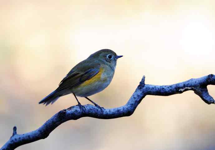 雌性红胁蓝尾鸲(13) 雌性红胁蓝尾鸲(13)