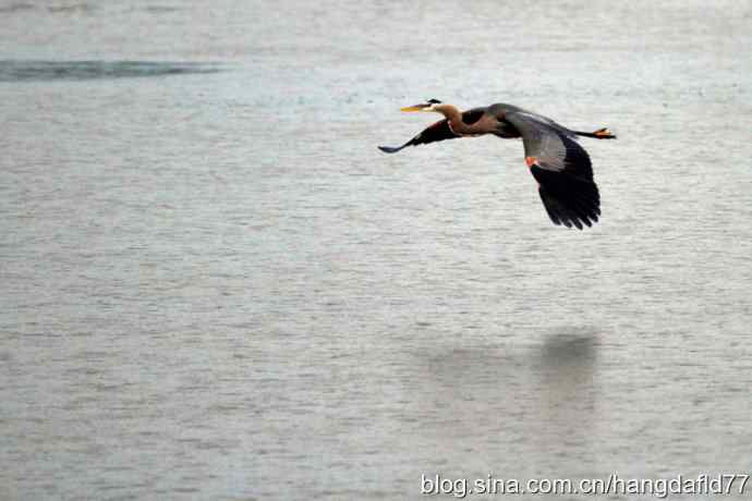 大蓝鹭飞翔