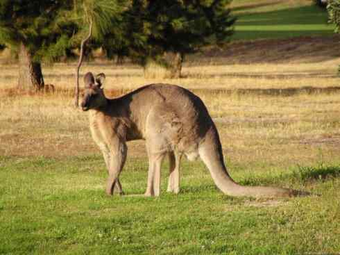 动物世界：山寨还是原创之八