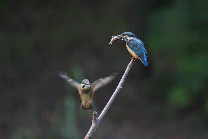 223.可爱小翠---（小翠鸟学本领）互动版
