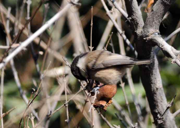 大年初一好收获(褐头山雀记录版) 大年初一好收获(褐头山雀记录版)