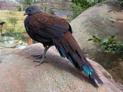 凤凰：传说中的鸟原型探秘（孔雀雉）