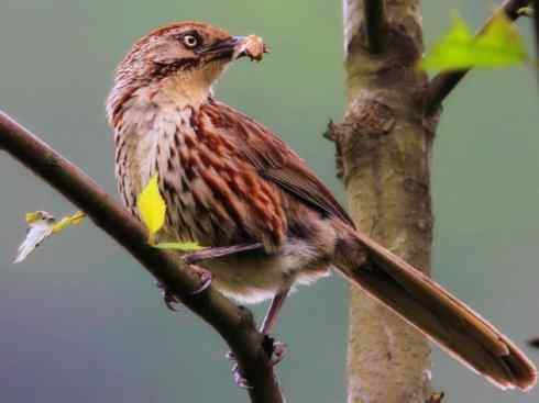 美丽无罪：雀鸟之绿鹛