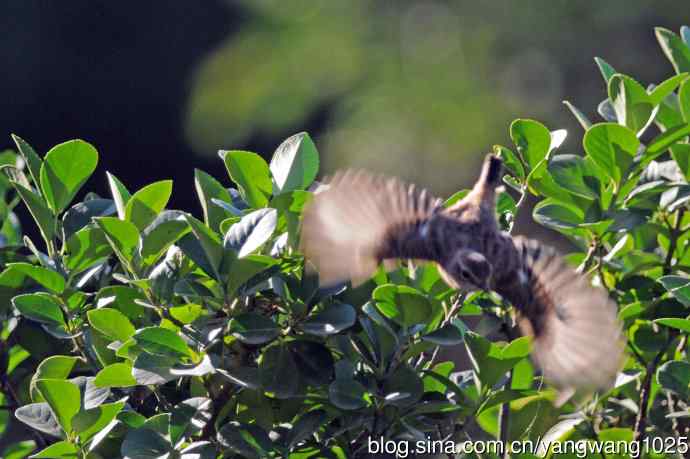 黑喉石鵖鸟(1) 黑喉石鵖鸟(1)
