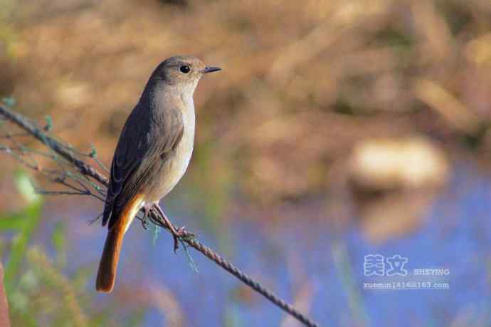 四川西昌鸟类摄影——赭红尾鸲