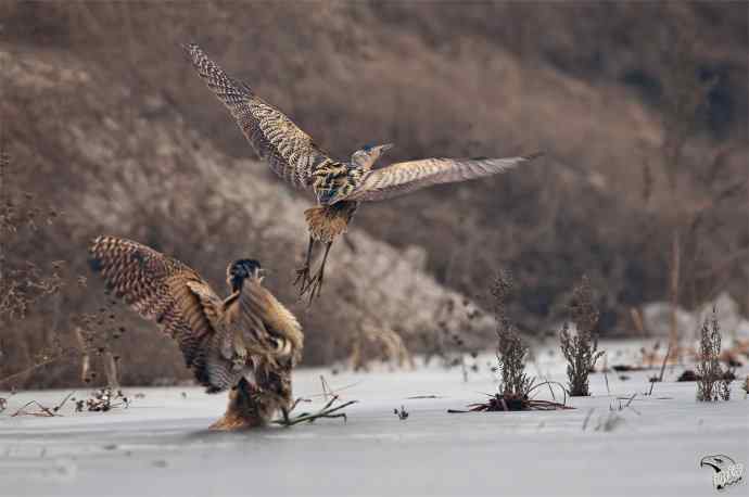 衡水湖的大麻鳽
