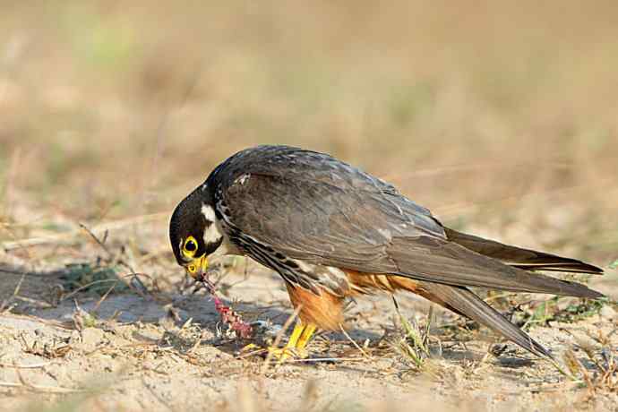 弱肉强食（杀戮吞噬篇）