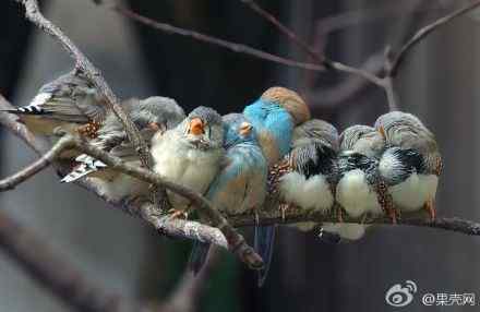 毛球 —— 斑胸草雀