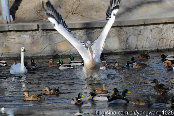 鹈鹕(大白)飞去 鹈鹕(大白)飞去