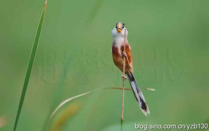 我的处女震旦（组图，8张图片）
