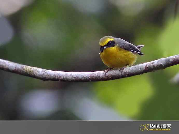 腾冲拍鸟：黄腹扇尾鹟、栗腹shi、栗臀shi