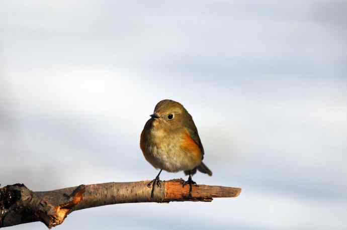 雌性红胁蓝尾鸲(25)