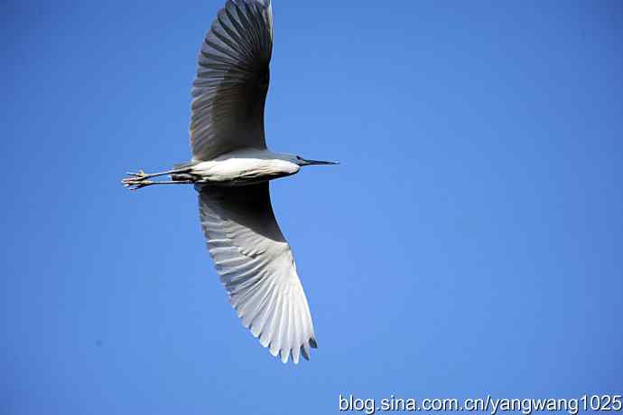 北京动物园的鸟类——飞 （白鹭）