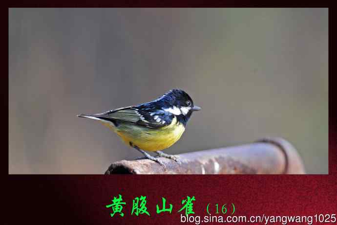 北京天坛公园的鸟类——黄腹山雀（16）