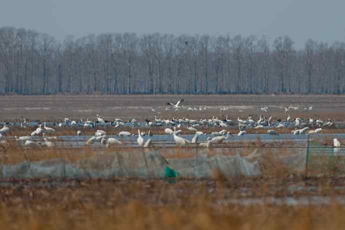 【新鸟】暮春观白鹤☆