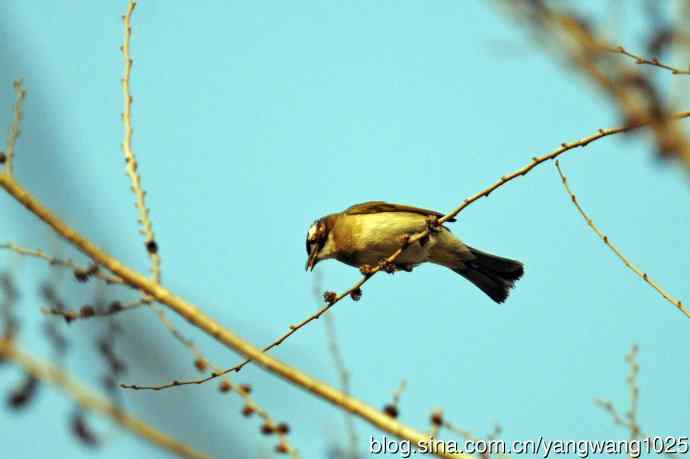 白头鹎（杂片）