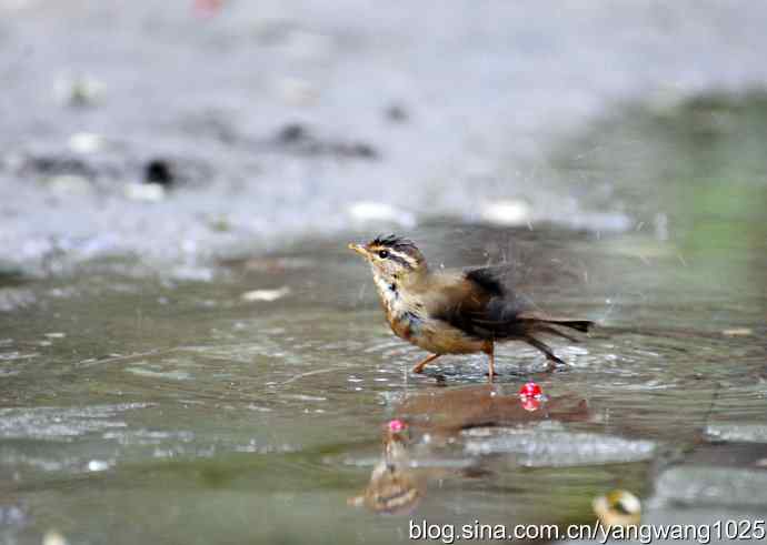 洗浴中的褐柳莺
