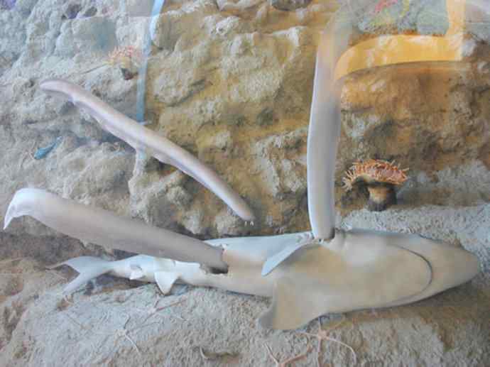 鱼类活化石：盲鳗