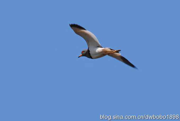 沙河云光水色鸟影