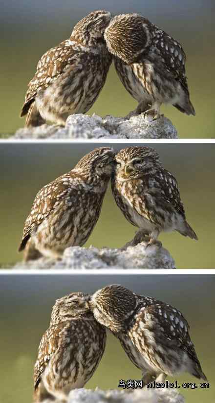 西班牙：纵纹腹小鸮的深情之吻