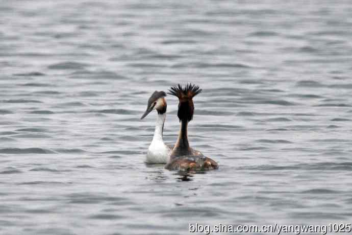 蜜月中的凤头