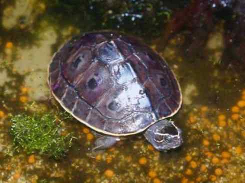 玄武:传说的兽原型探秘(潮龟) 玄武:传说的兽原型探秘(潮龟)