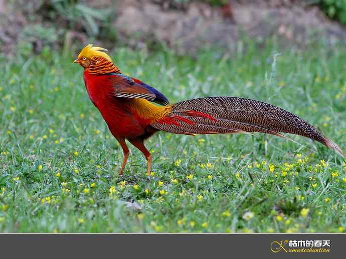 洋县拍鸟：红腹锦鸡