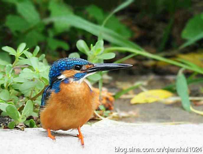 几张新拍的小翠,品像还不错