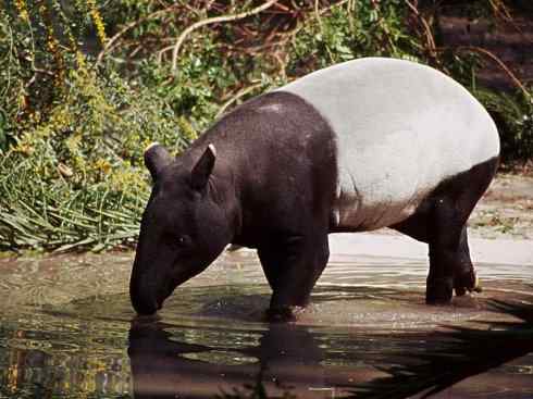绝色攀禽：佛法僧目之三宝鸟