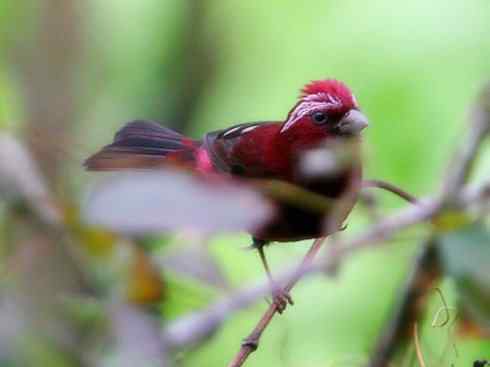 极品红色鸟类：酒红朱雀