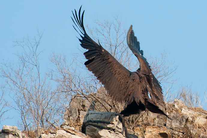 新拍座山雕☆☆