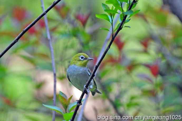 红胁绣眼鸟（12）