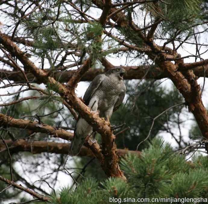 苍鹰厉害不厉害