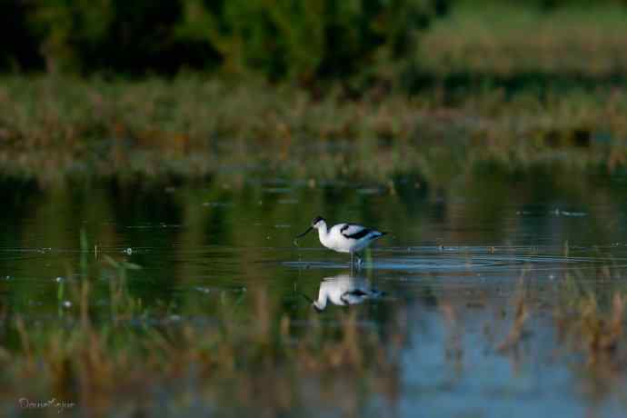 野鸭湖的秋天.翻石鹬 野鸭湖的秋天.翻石鹬
