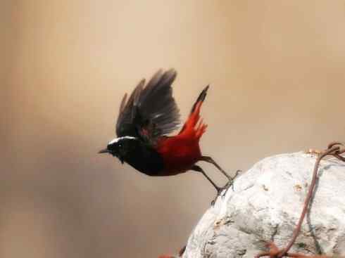 美丽无罪：雀鸟之溪鸲